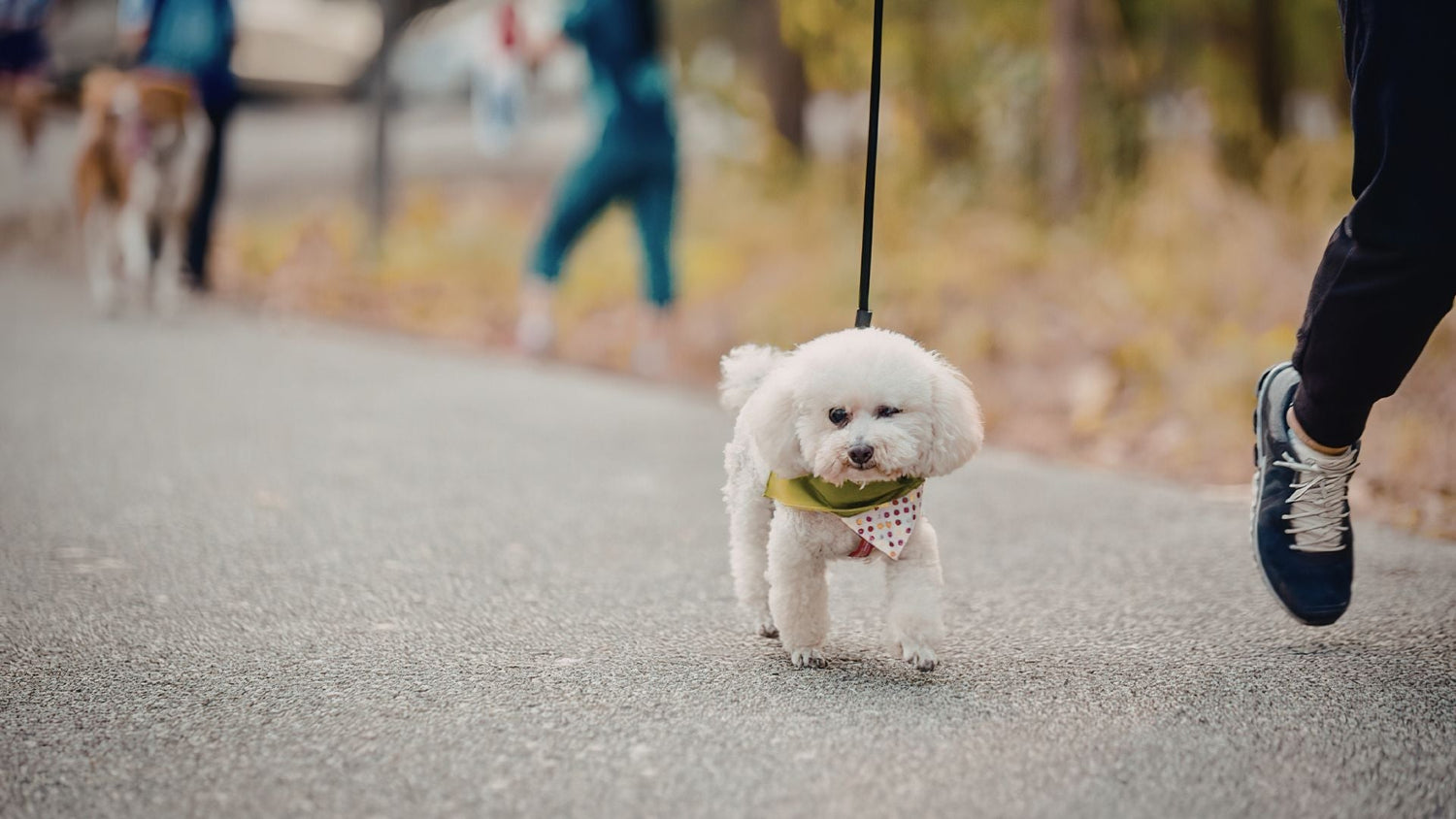 How to Protect Your Dogs' Feet From Hot Pavements