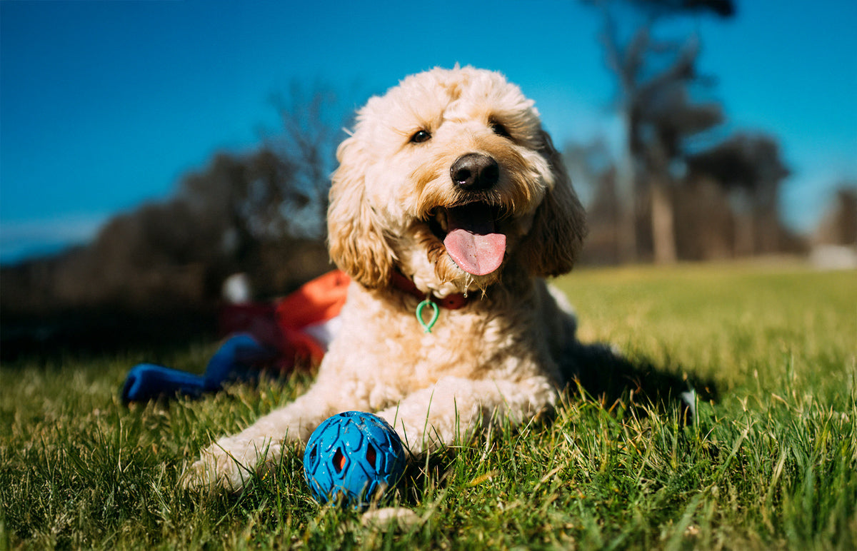 Holiday Travel Survival Guide for Dog Owners