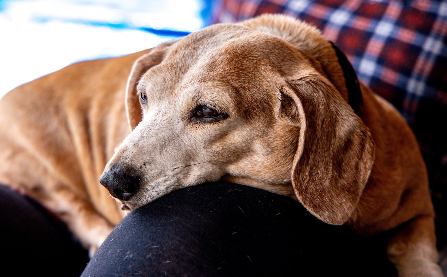 Caring for a Senior Dog: A Guide to Keeping Aging Pets Mobile