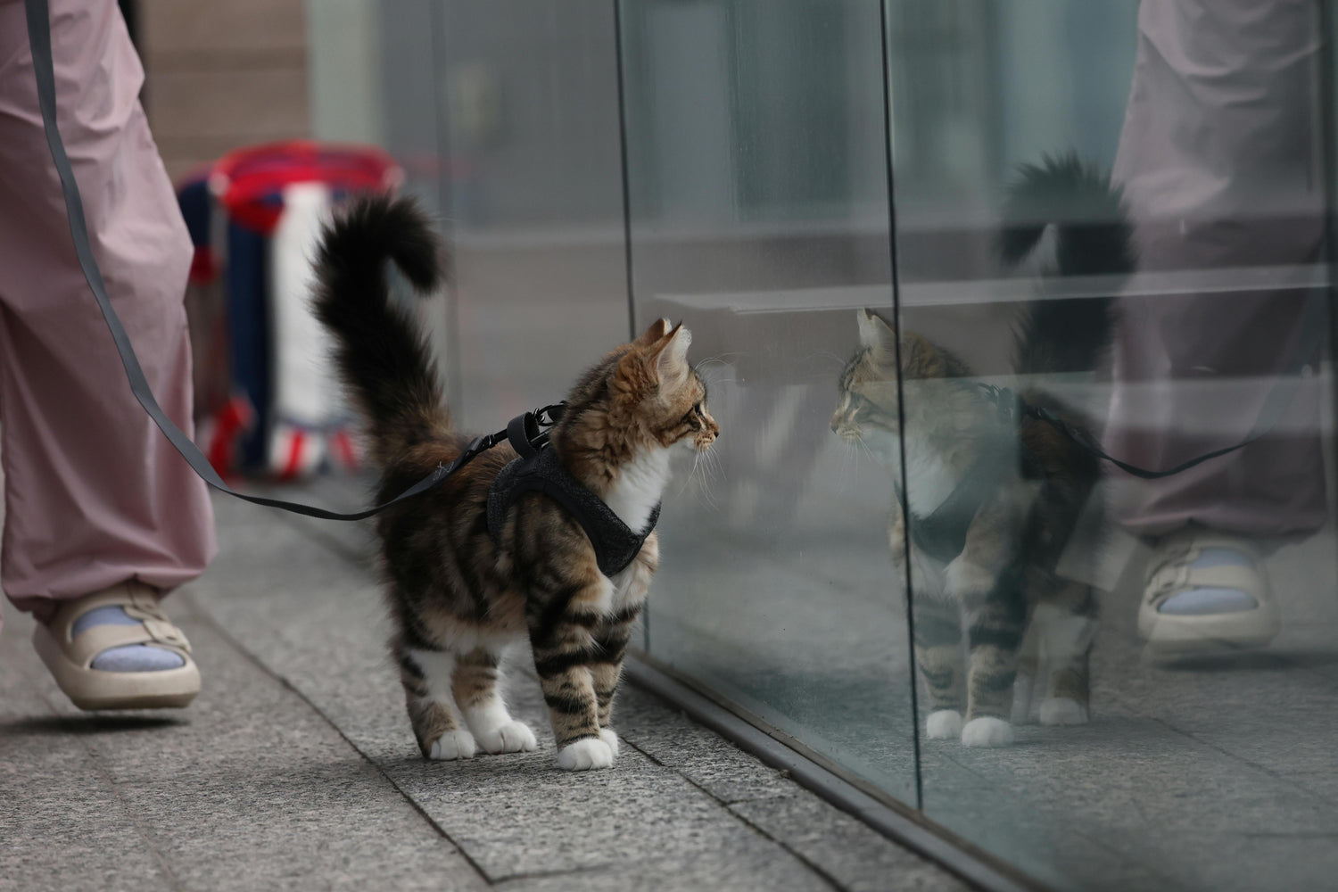 Can You Walk a Cat? A Guide to Outdoor Feline Adventures