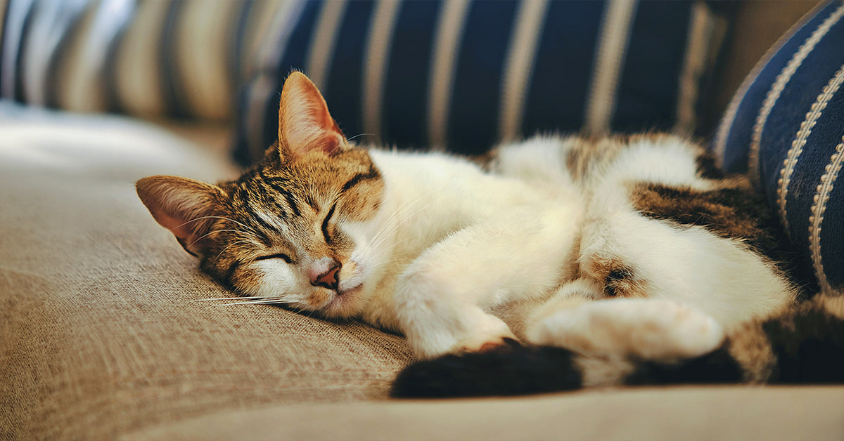 Caring for a Senior Cat: A Guide to Keeping Aging Cats Comfortable and Engaged