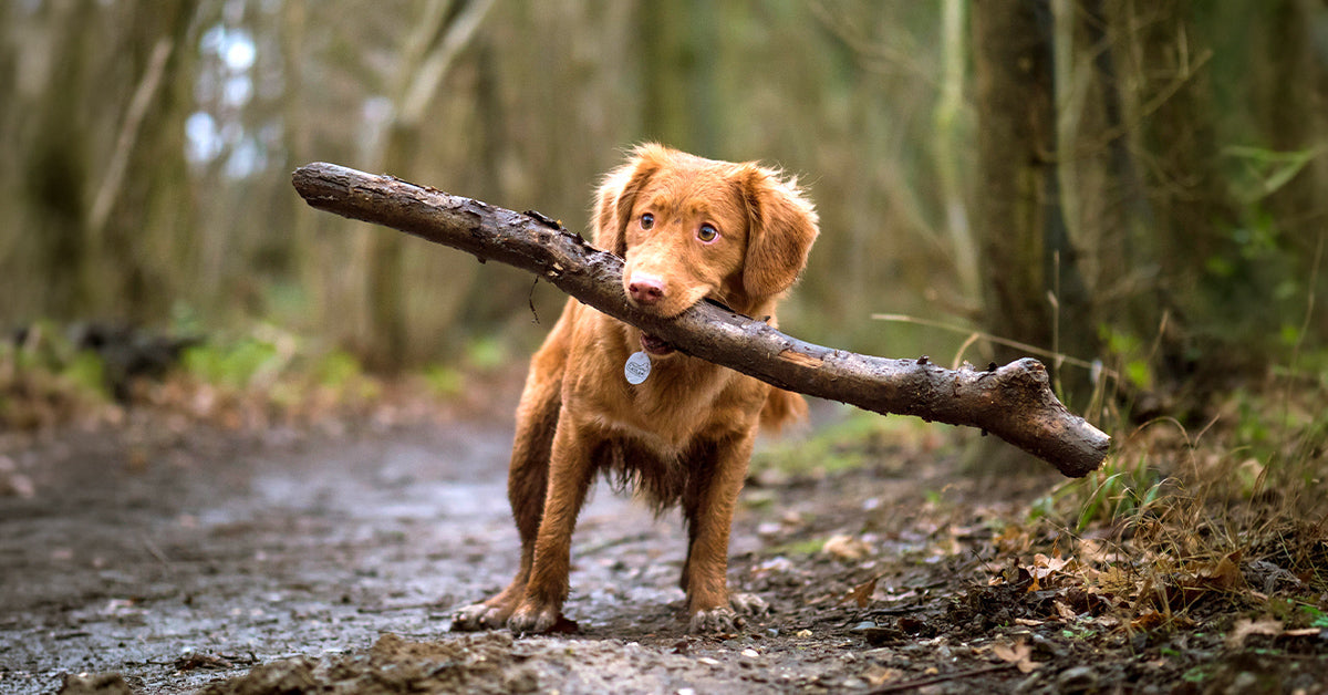 Dog Enrichment Ideas: Why Getting Outside Matters More Than Pet Owners Think