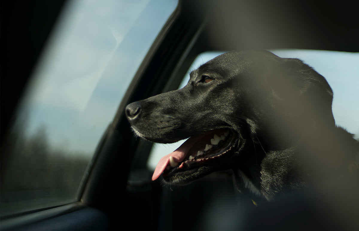 Dog Car Seat Guide: The Best Carriers For Every Size