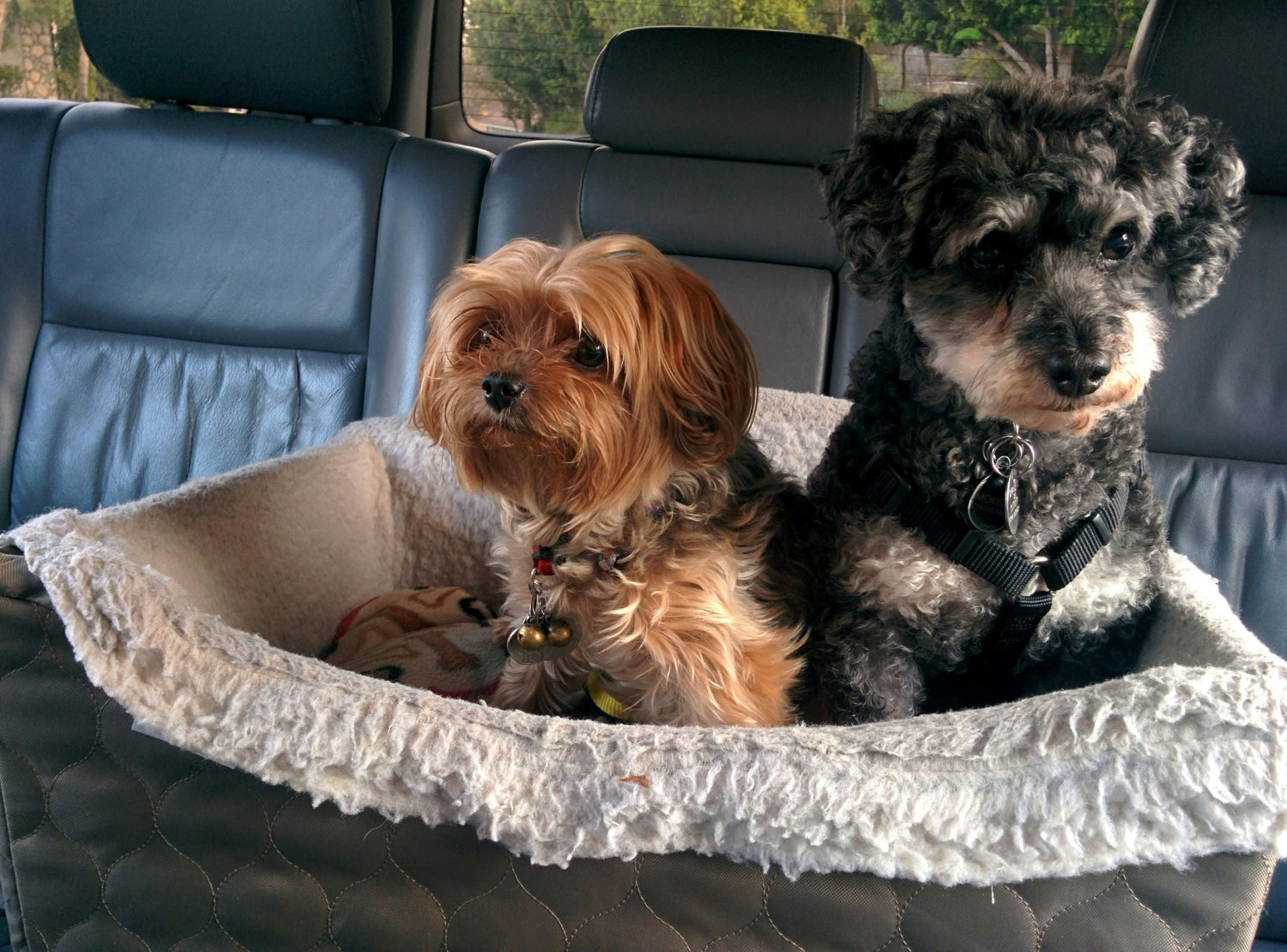 Pack Smart: What to Bring When Traveling with A Dog
