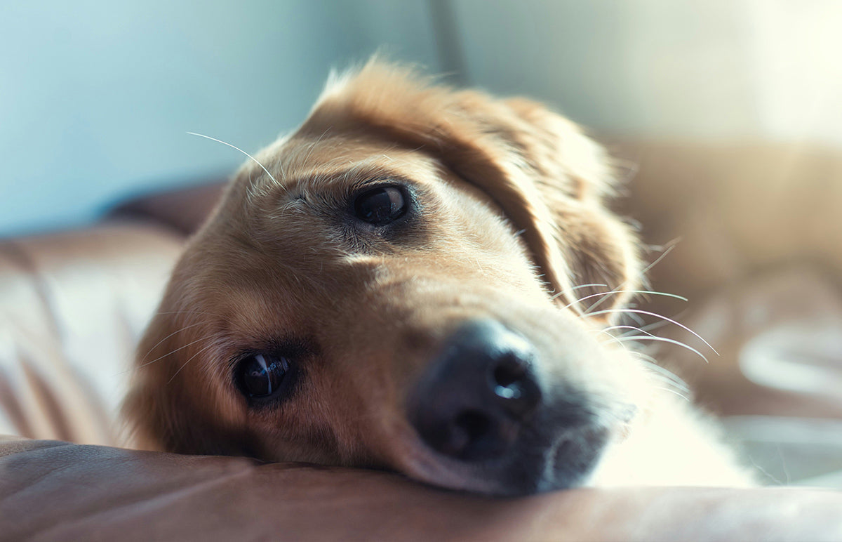 The Impact of COVID on the Pet Industry: Rise of Pet Parents