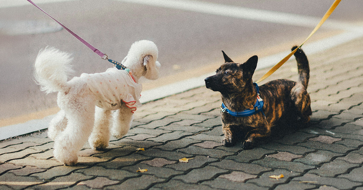 Small Dog Syndrome: What It Is and How to Prevent It