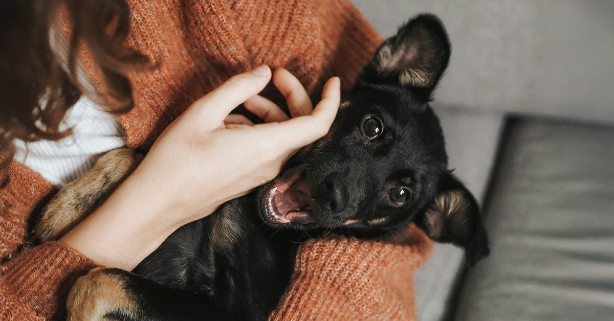 What First-Time Puppy Owners Need to Know